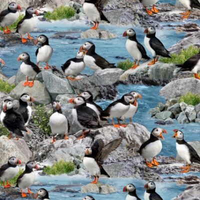 North American Wildlife