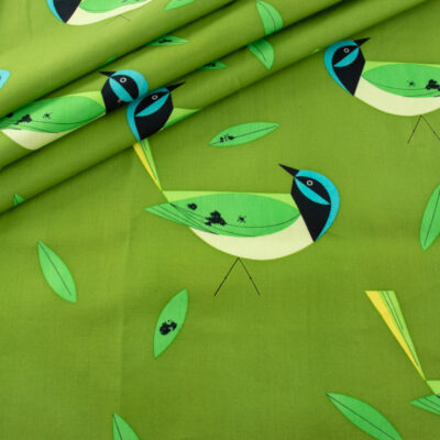 Green Jay  Green