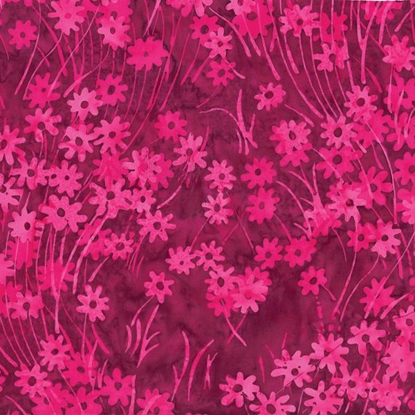 Daisy  Bougainvillea